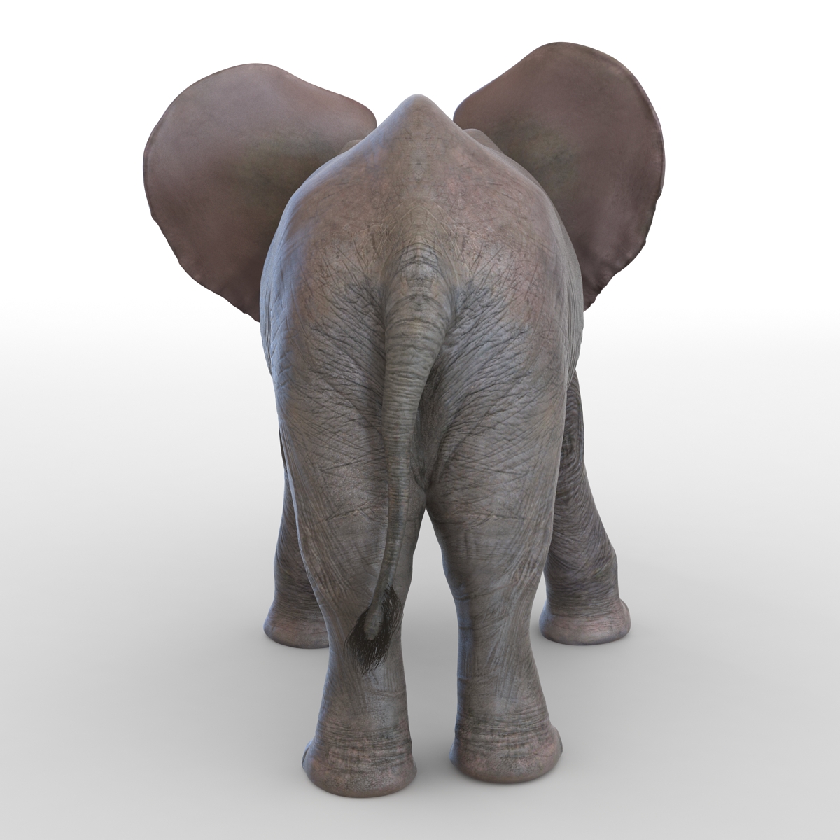 3D model Baby Elephant Pose 3