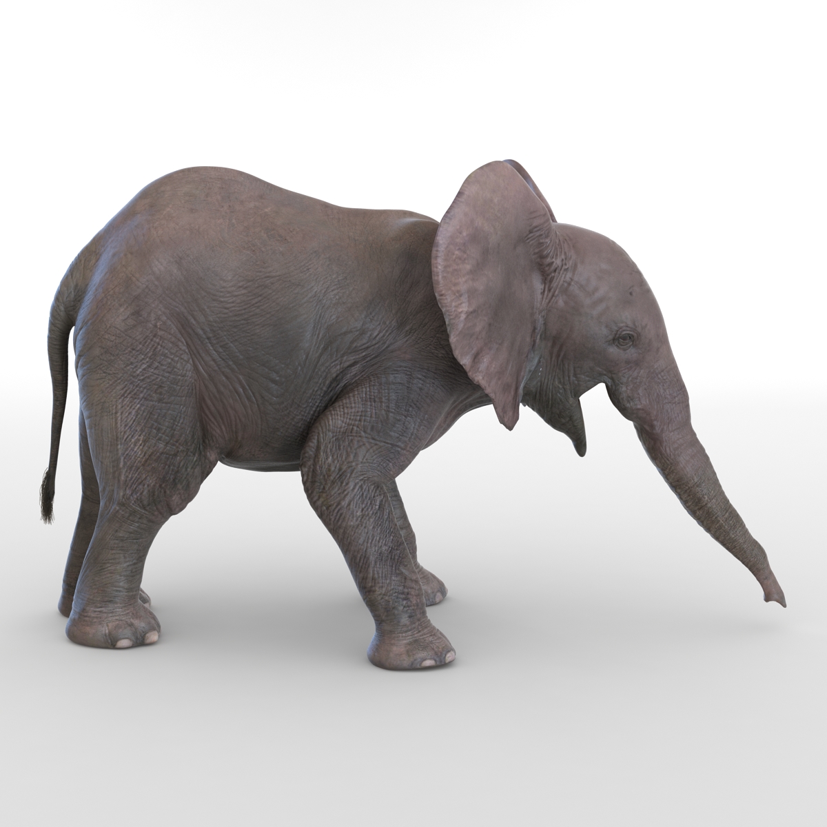 3D model Baby Elephant Pose 3