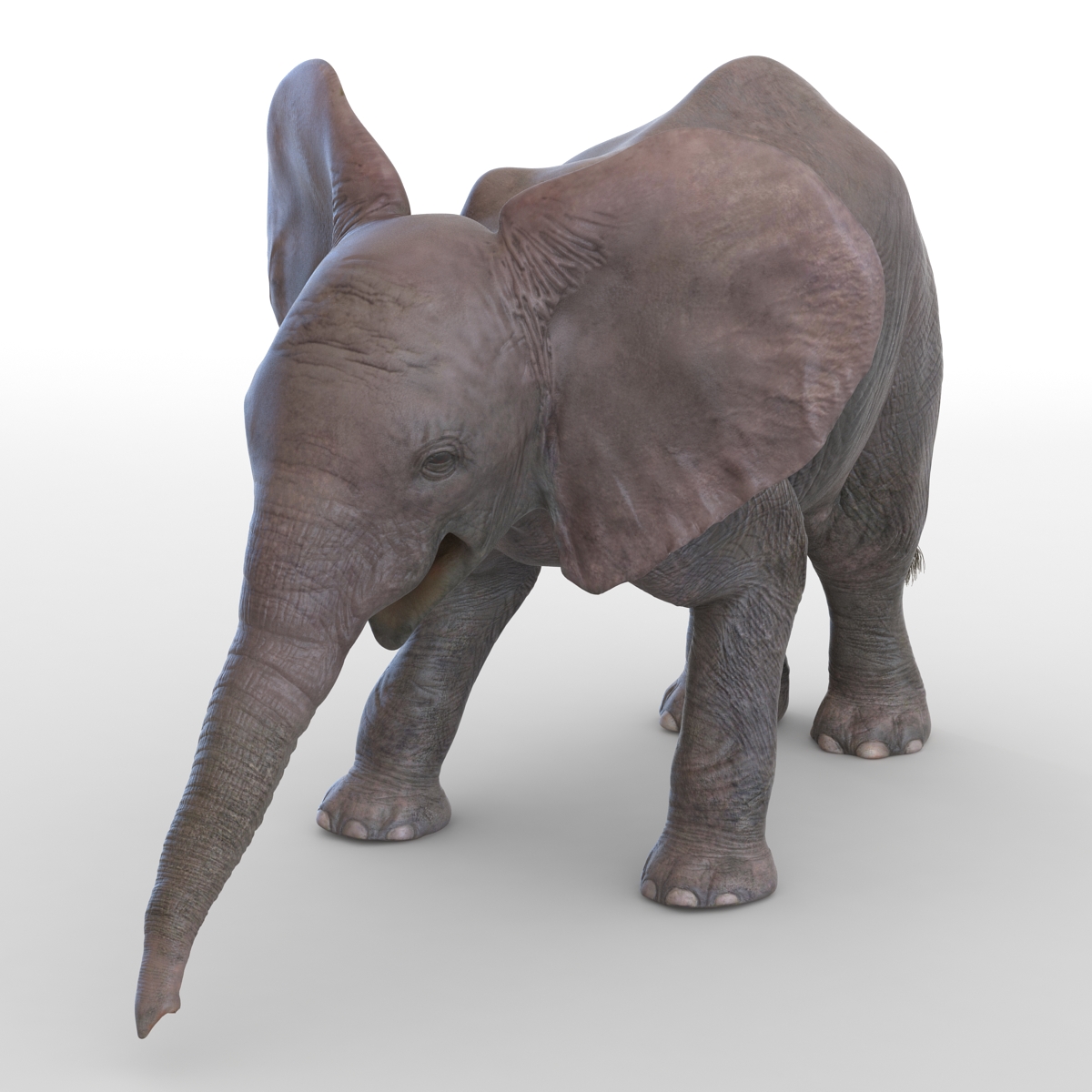 3D model Baby Elephant Pose 3