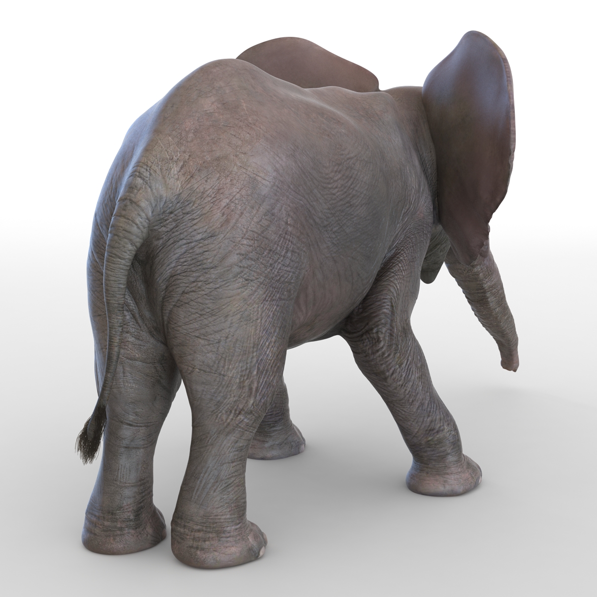 3D model Baby Elephant Pose 3