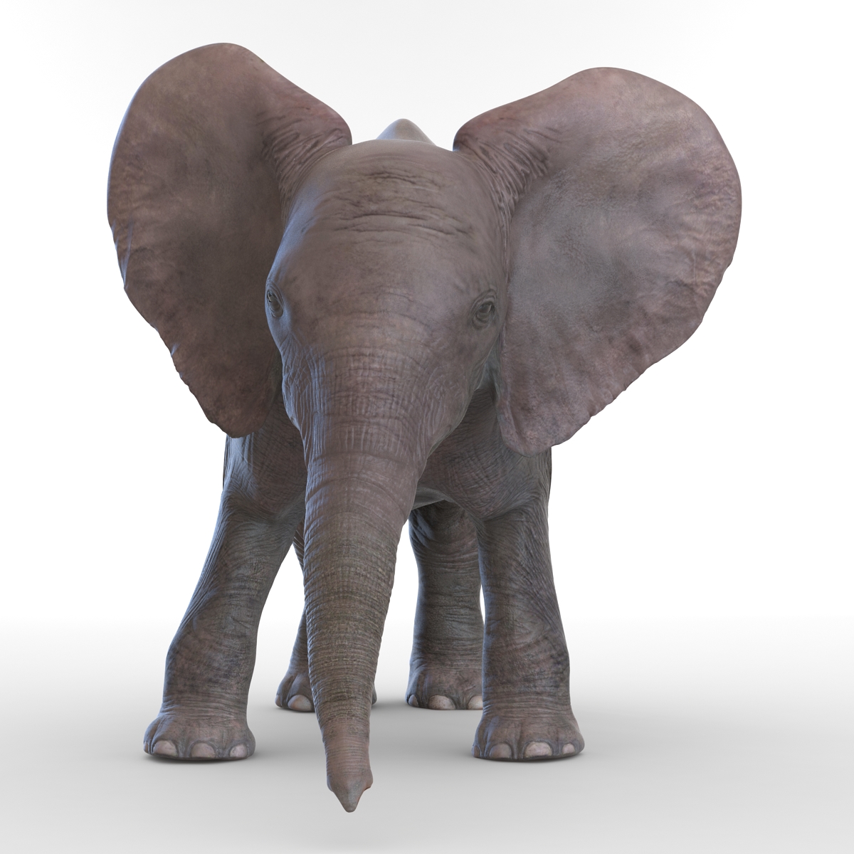 3D model Baby Elephant Pose 3