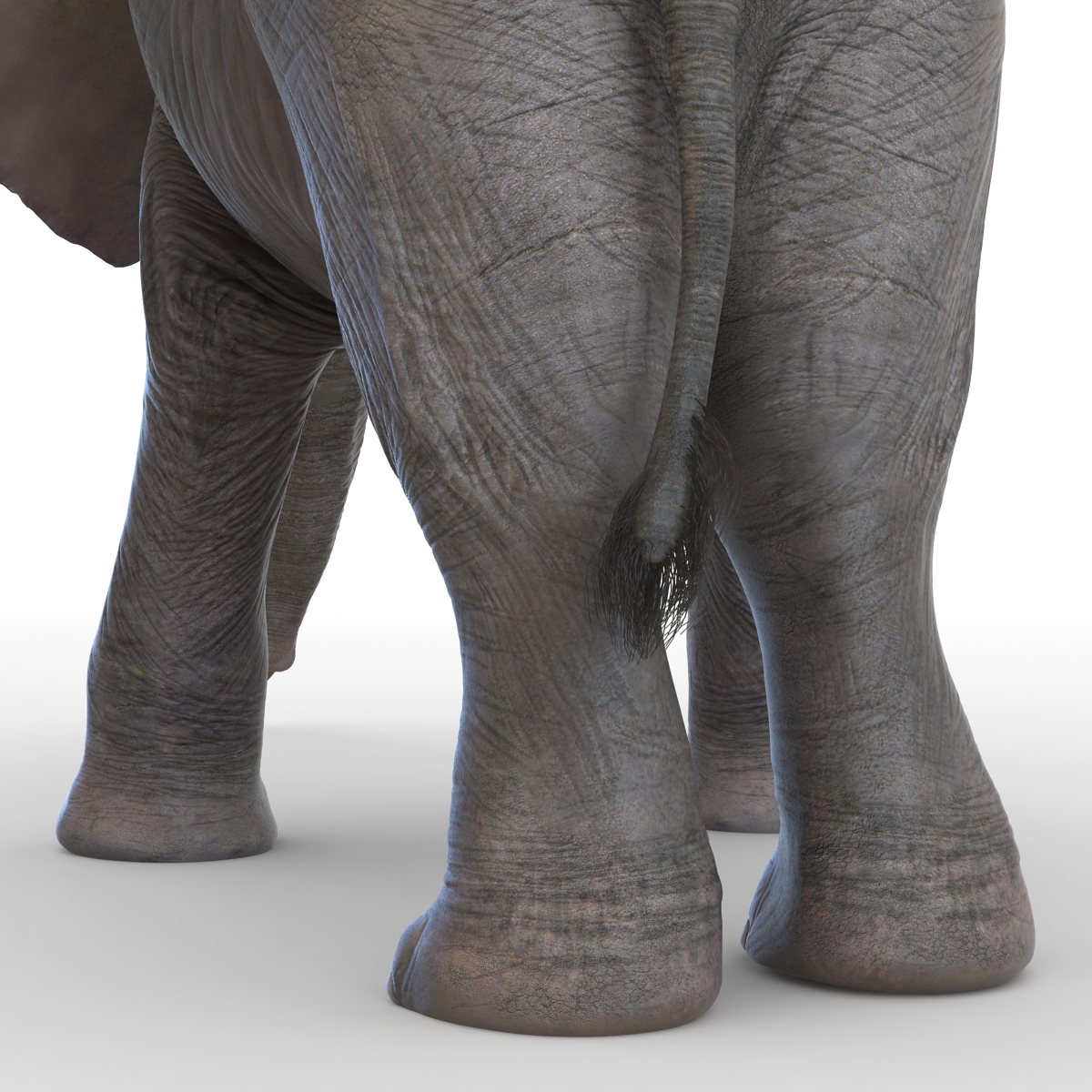 3D model Baby Elephant Pose 3