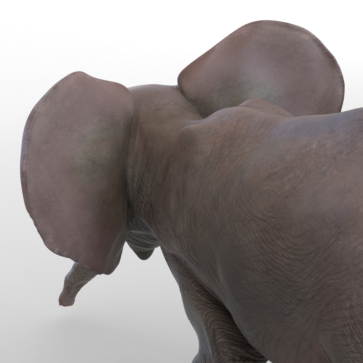 3D model Baby Elephant Pose 3