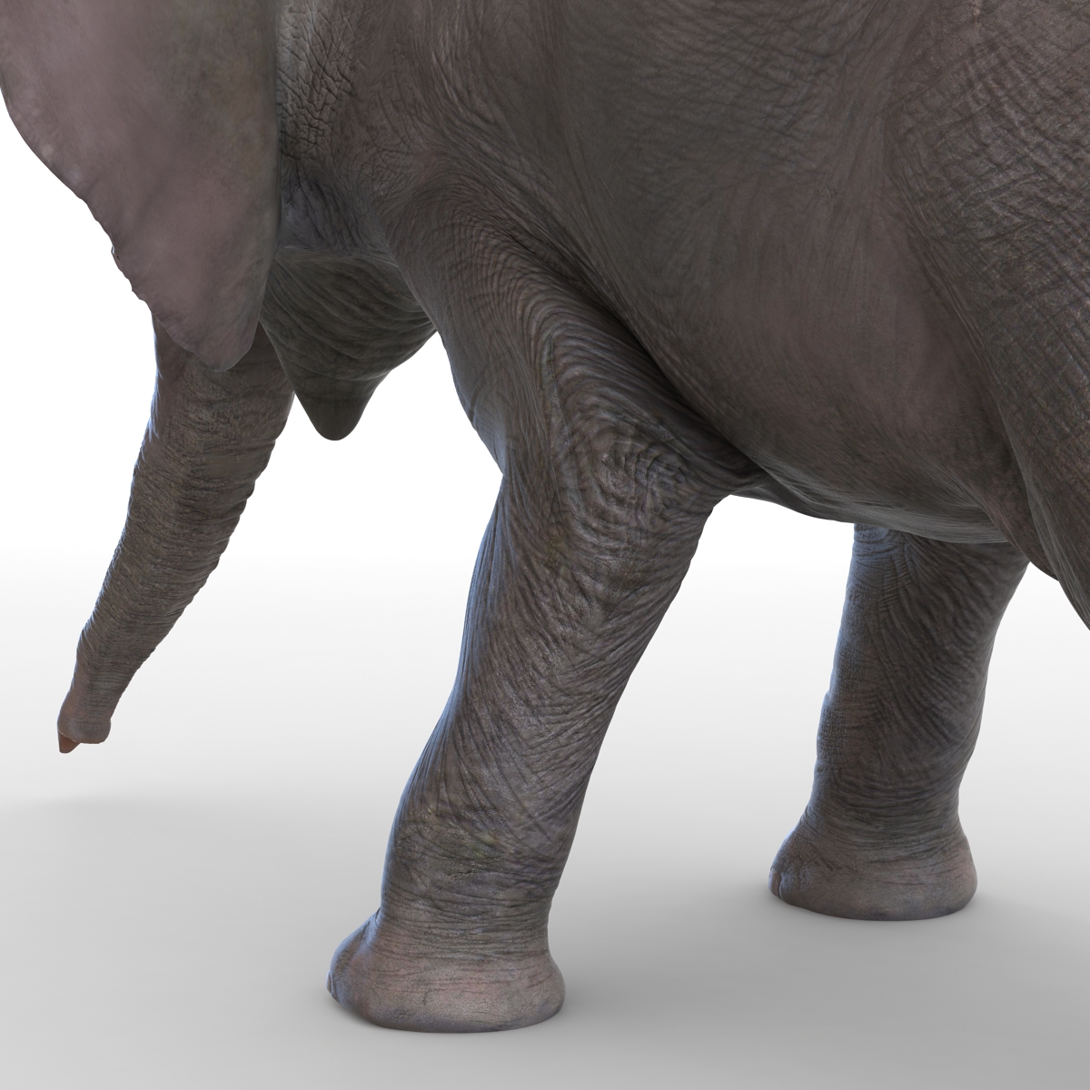 3D model Baby Elephant Pose 3