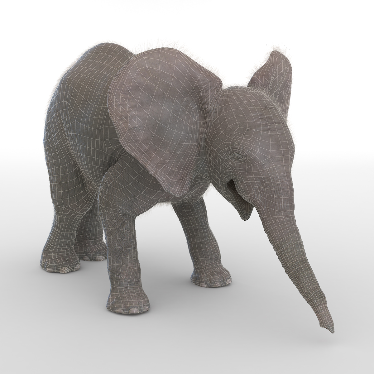 Baby Elephant Pose 3 with Fur 3D model