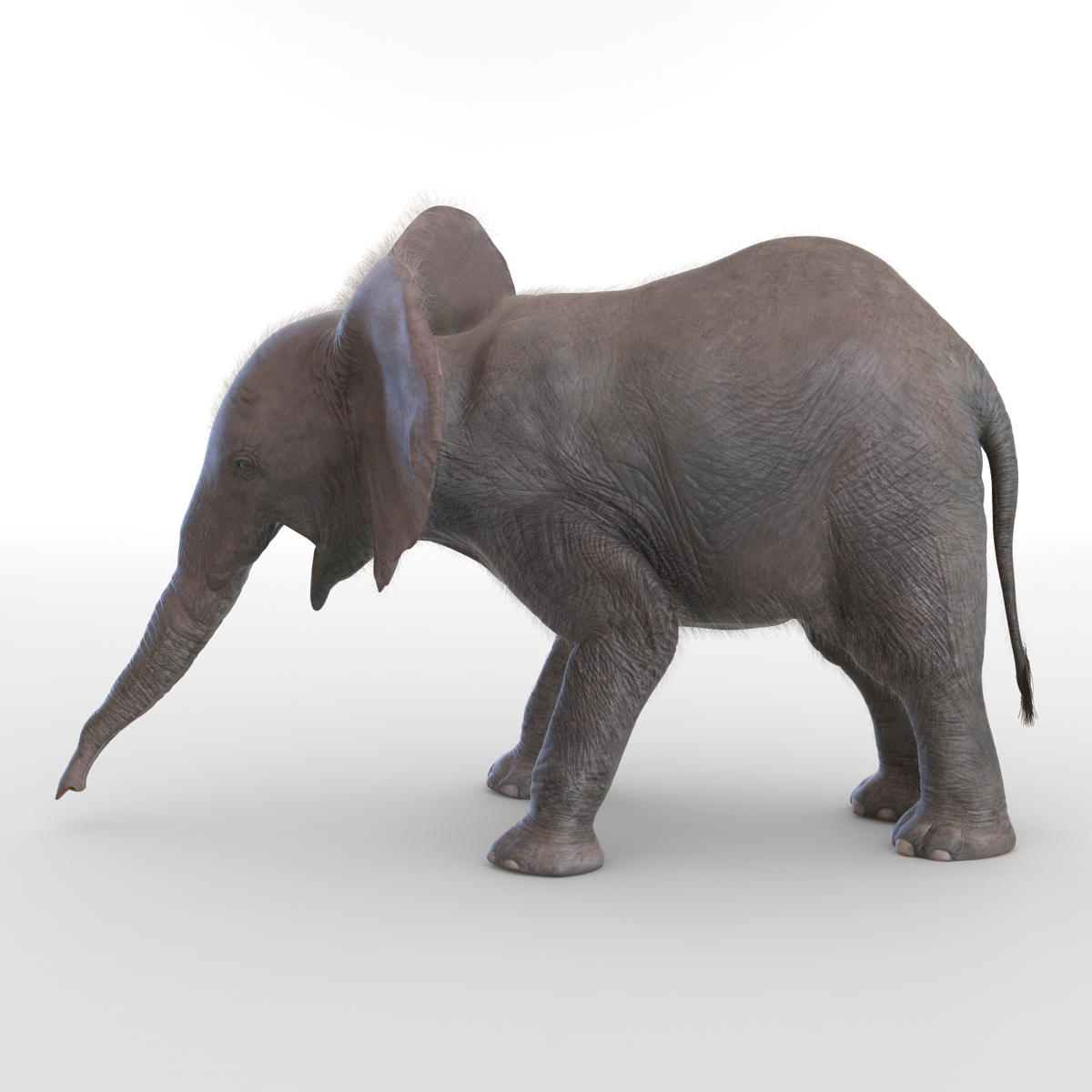 Baby Elephant Pose 3 with Fur 3D model