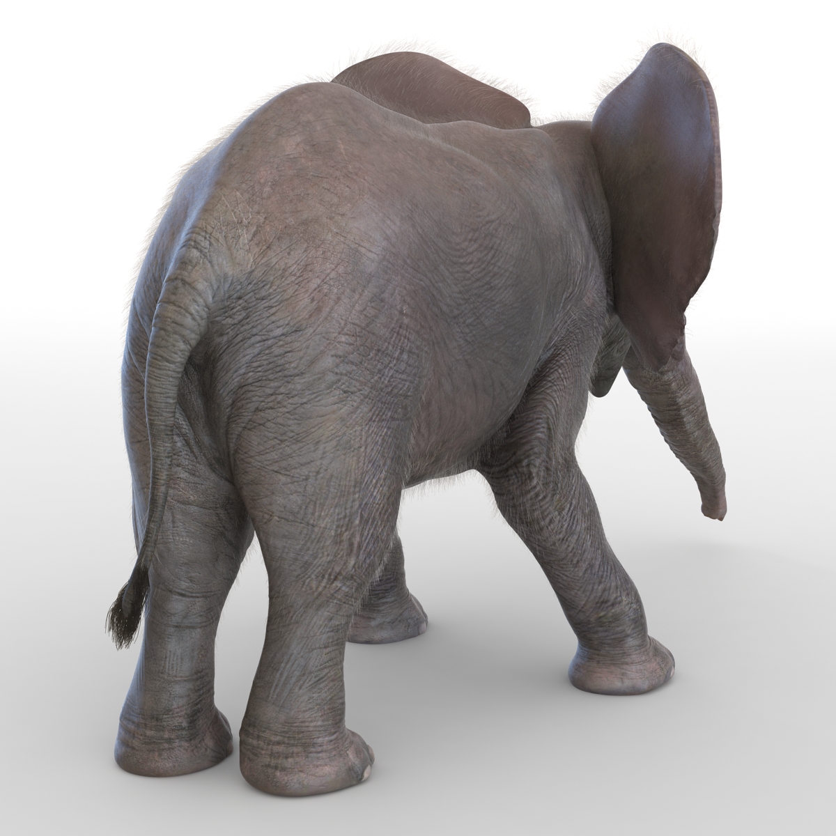 Baby Elephant Pose 3 with Fur 3D model