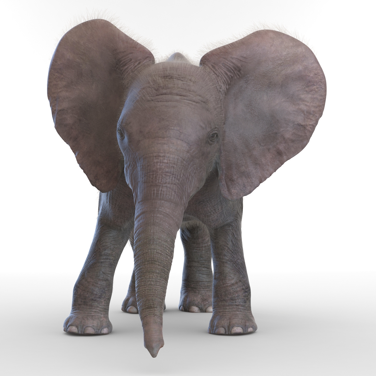 Baby Elephant Pose 3 with Fur 3D model