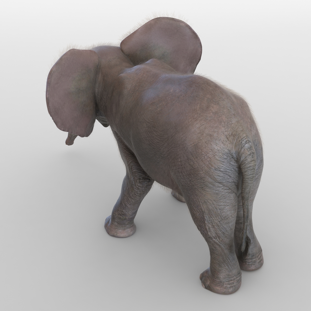 Baby Elephant Pose 3 with Fur 3D model