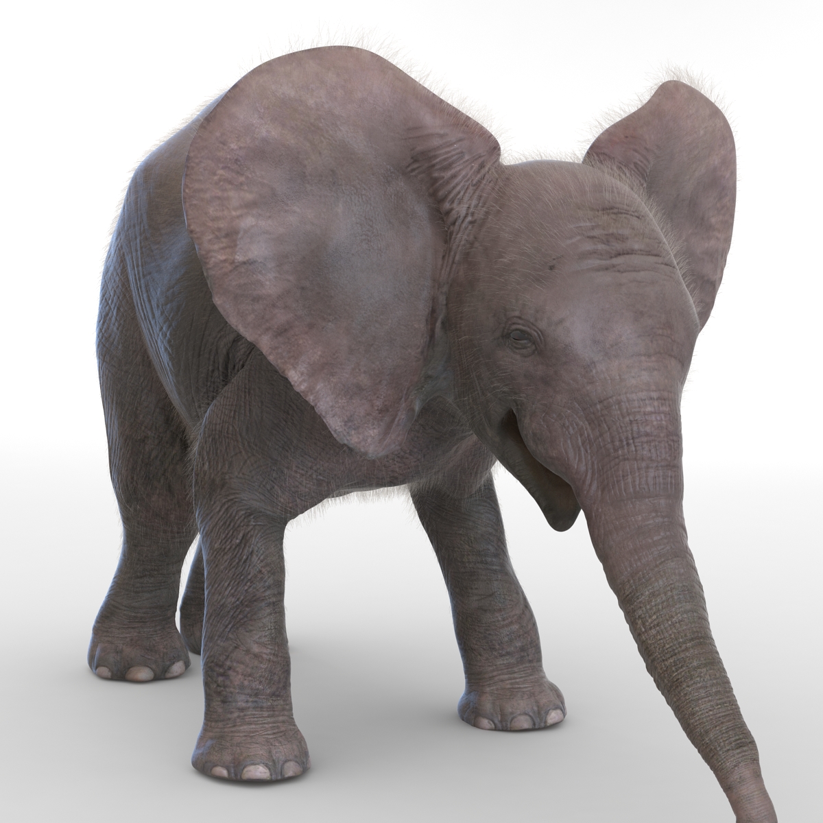 Baby Elephant Pose 3 with Fur 3D model