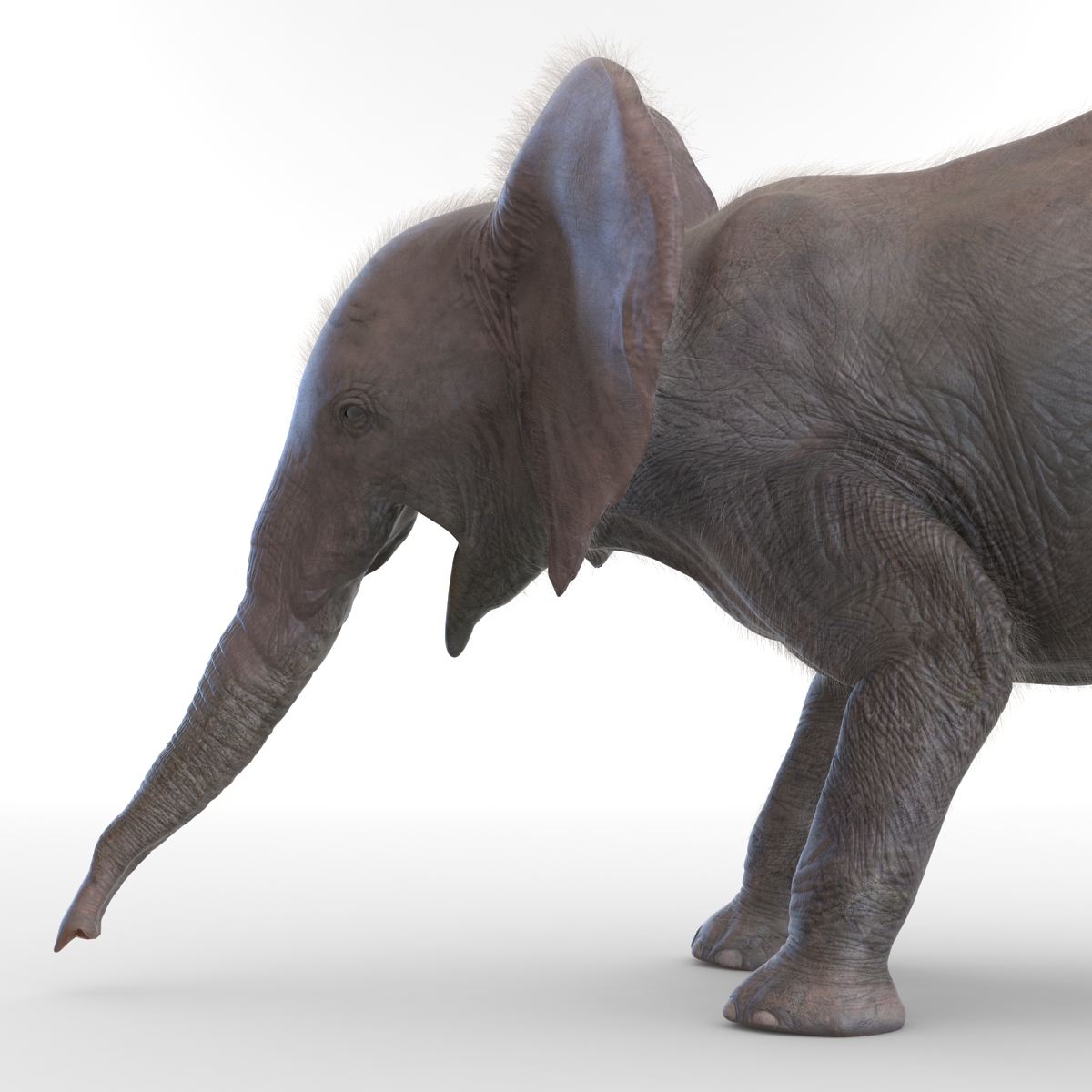 Baby Elephant Pose 3 with Fur 3D model