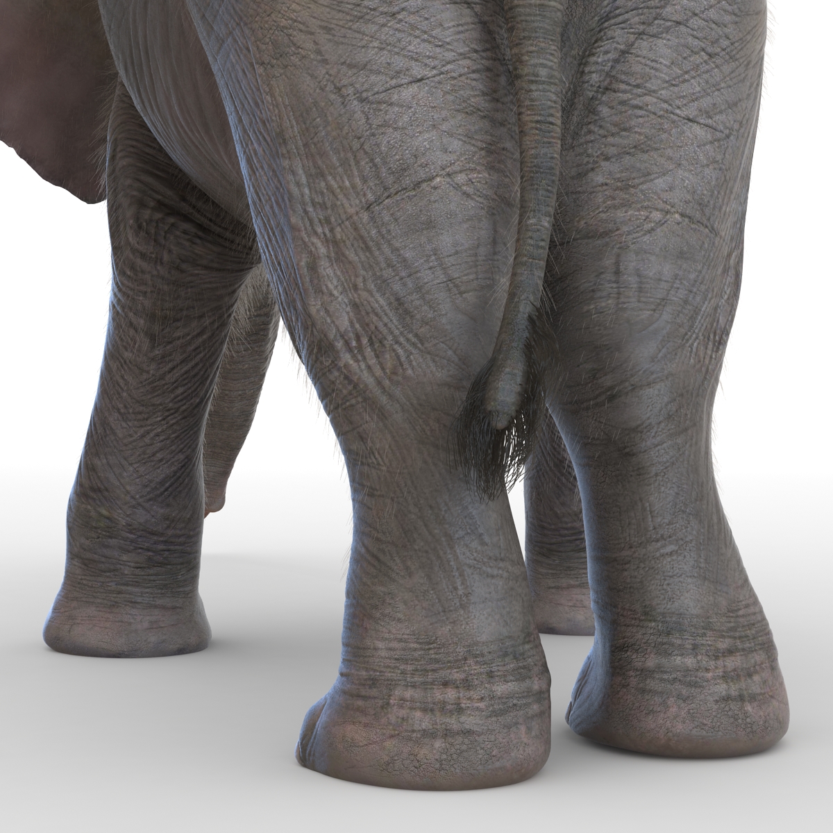 Baby Elephant Pose 3 with Fur 3D model