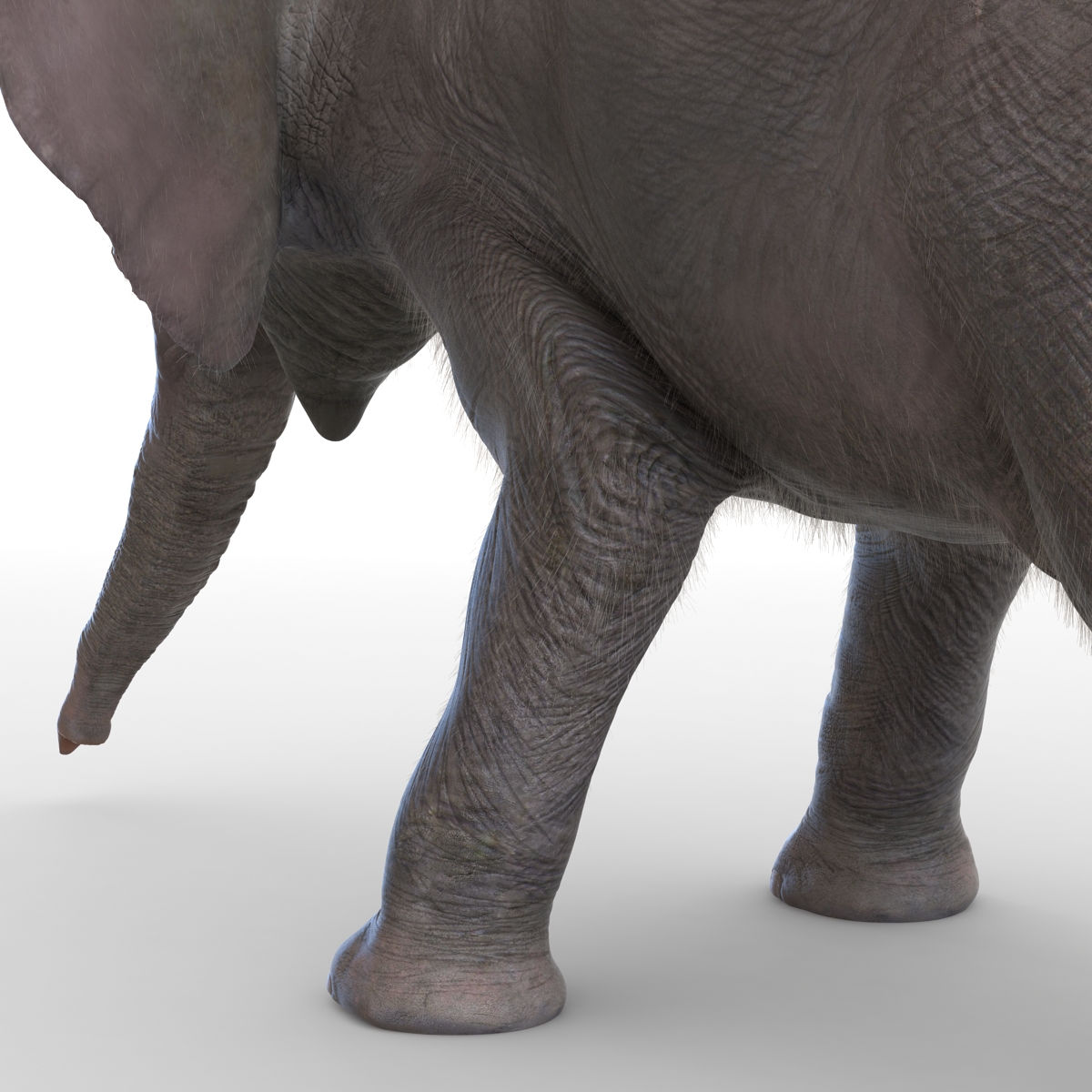 Baby Elephant Pose 3 with Fur 3D model