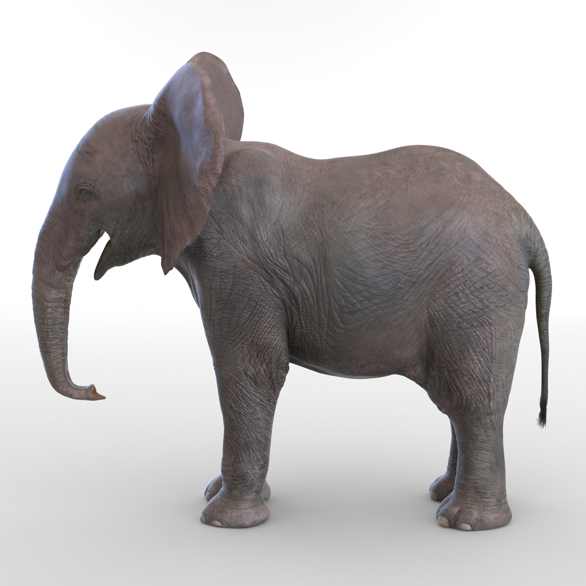 3D model Baby Elephant Rigged