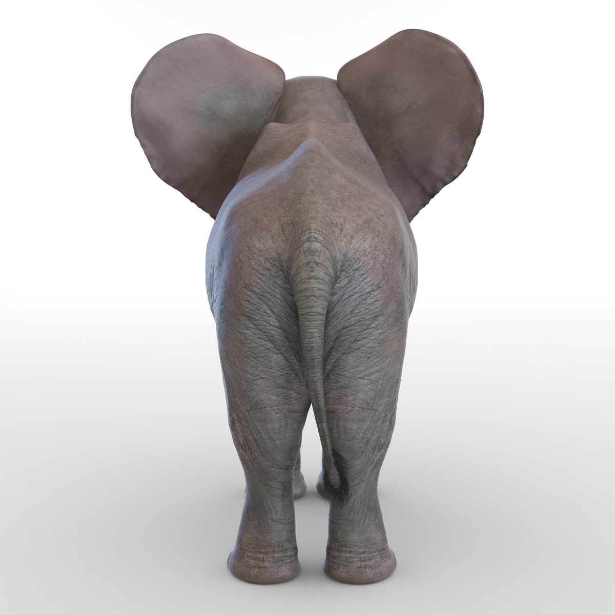 3D model Baby Elephant Rigged