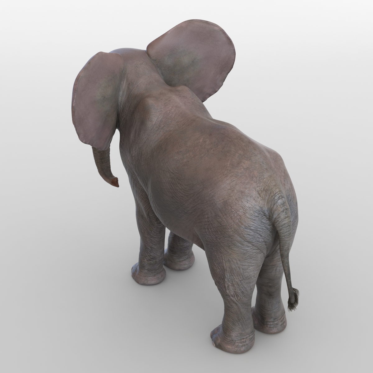 3D model Baby Elephant Rigged