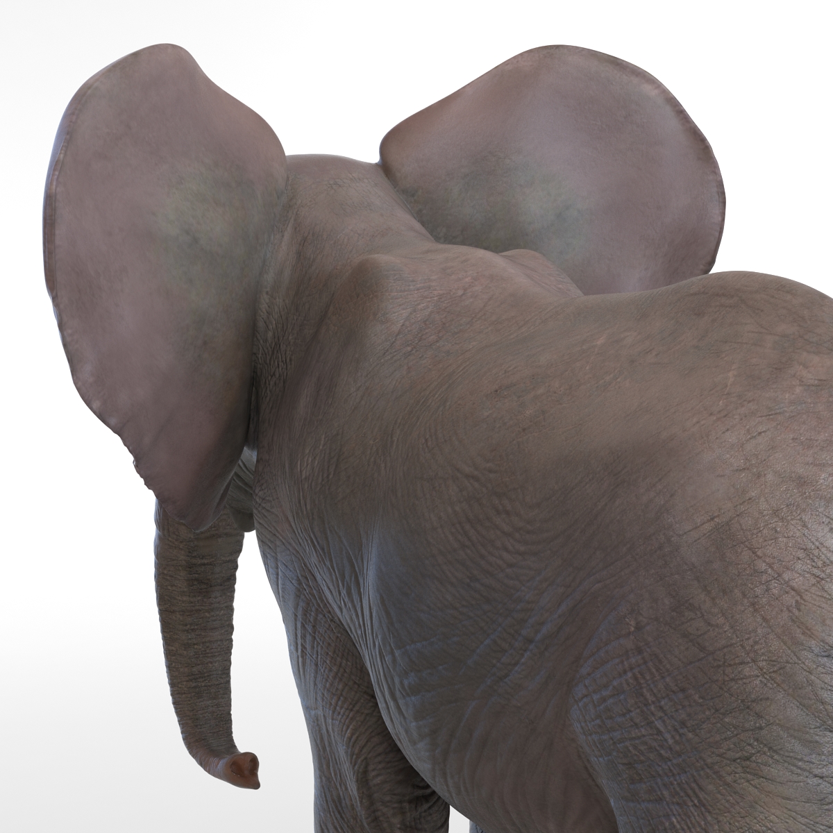 3D model Baby Elephant Rigged