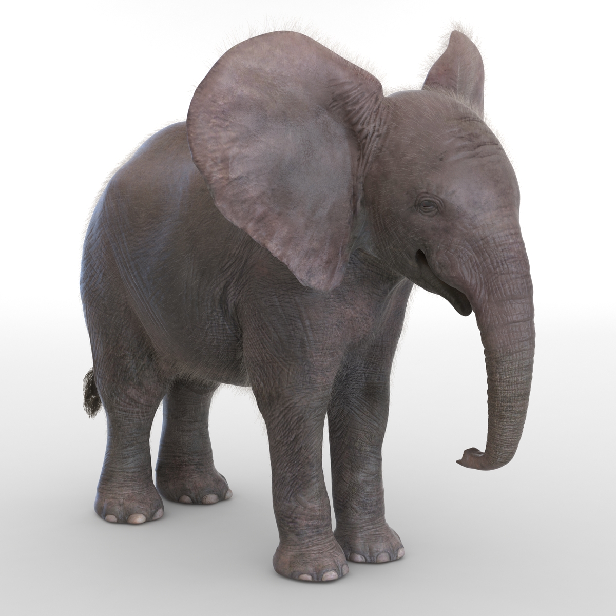 Baby Elephant Rigged with Fur 3D model