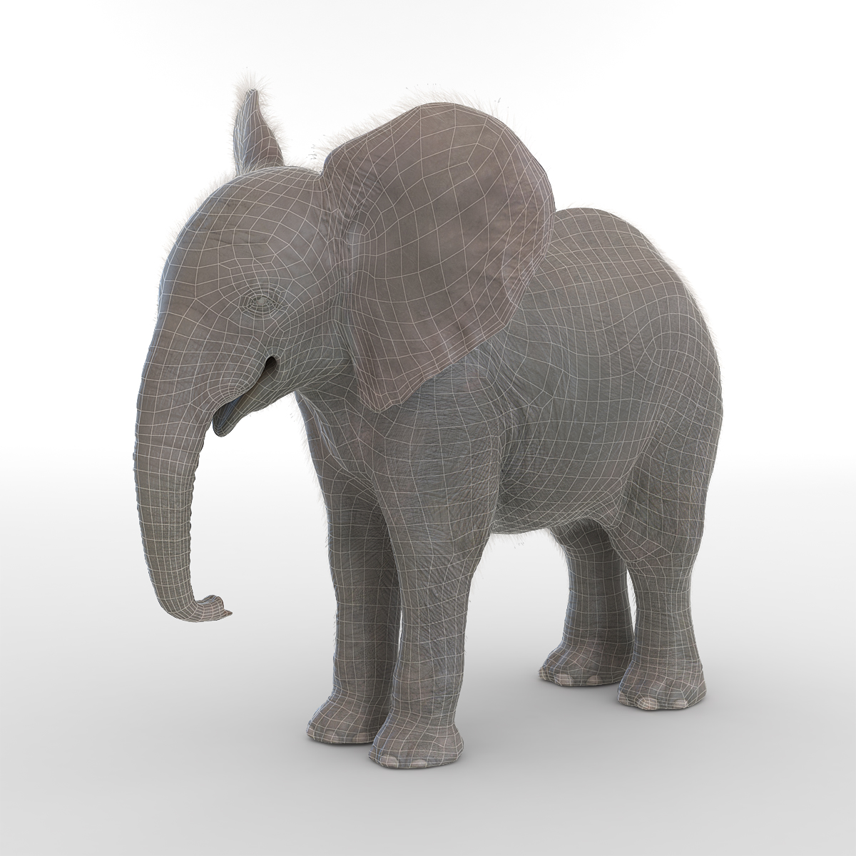 Baby Elephant with Fur 3D