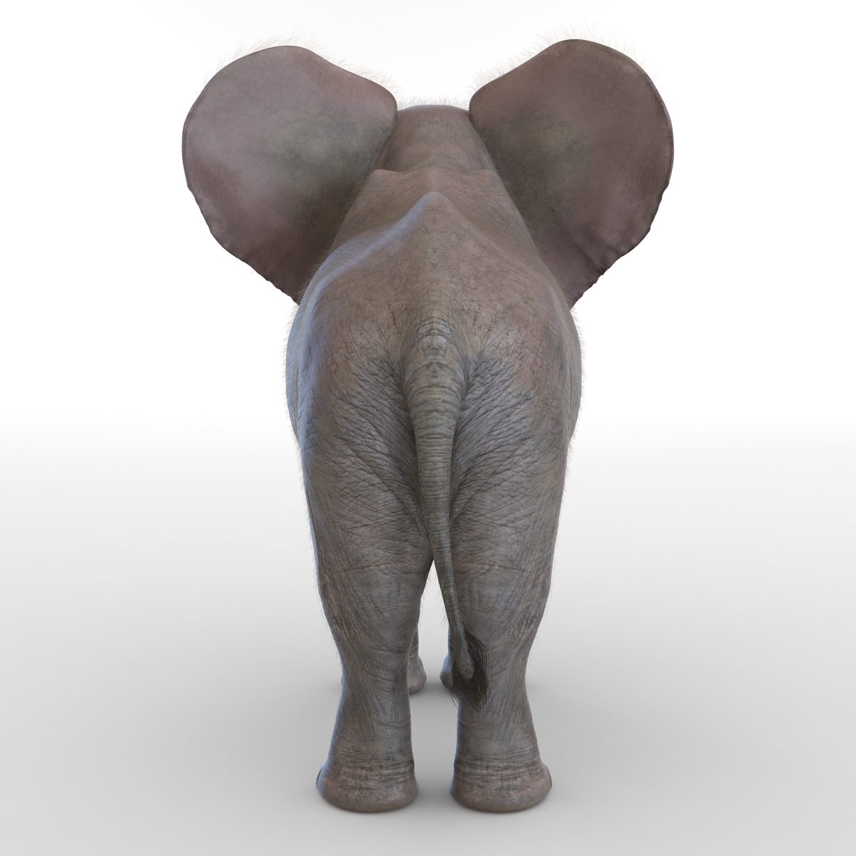 Baby Elephant with Fur 3D