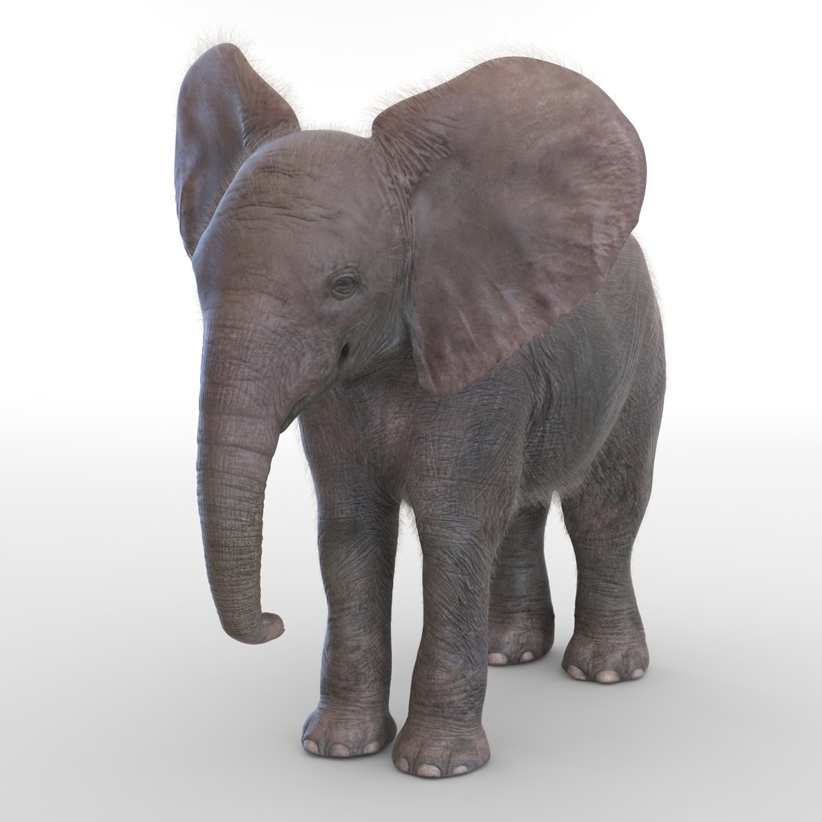 Baby Elephant with Fur 3D