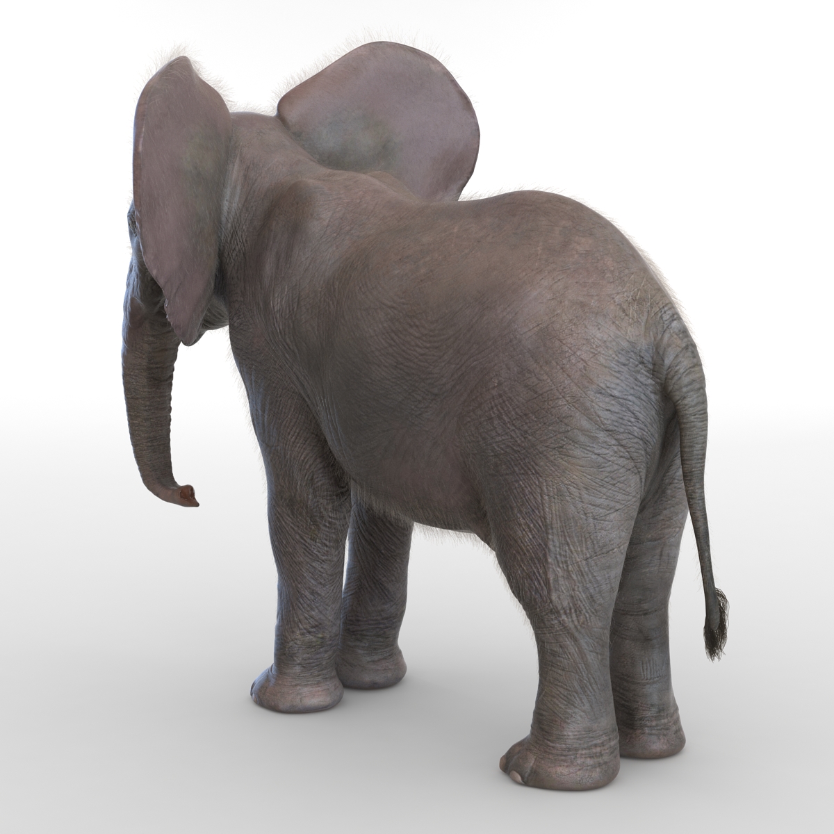 Baby Elephant with Fur 3D