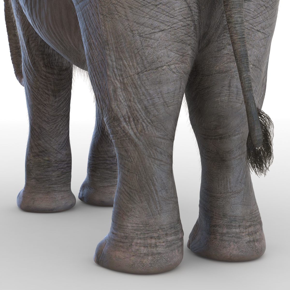 Baby Elephant with Fur 3D