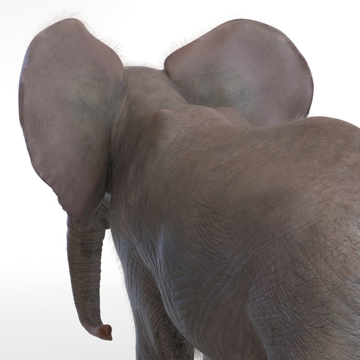 Baby Elephant with Fur 3D