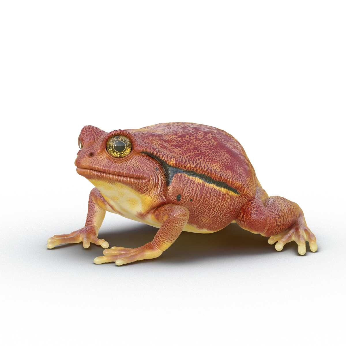 3D Tomato Frog Pose 2 model