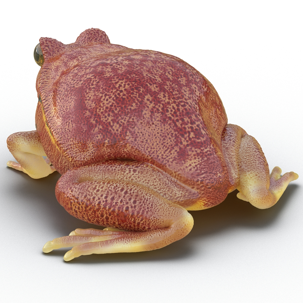 3D Tomato Frog Pose 2 model