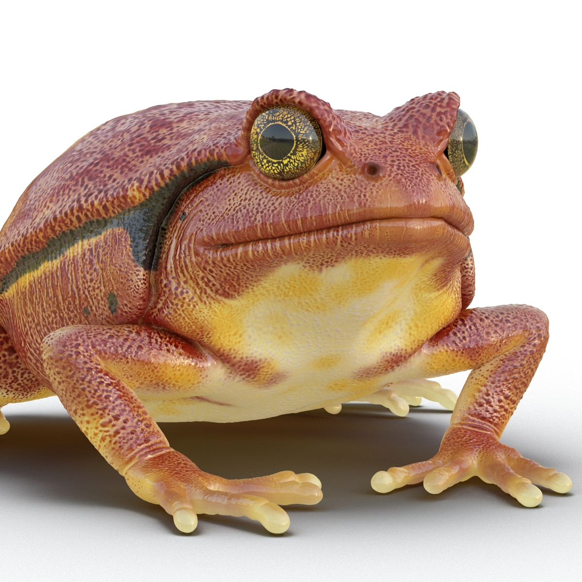 3D Tomato Frog Pose 2 model