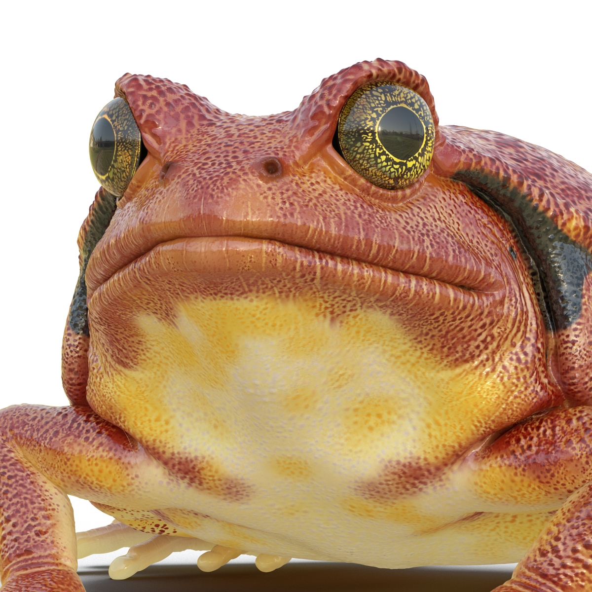 3D Tomato Frog Pose 2 model