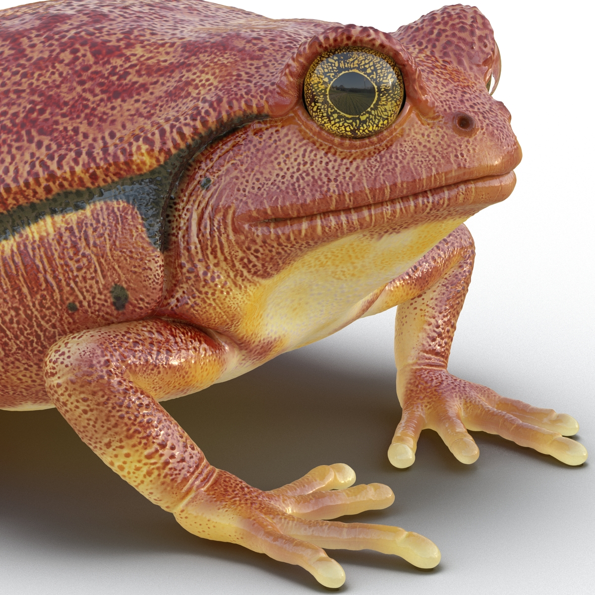 3D Tomato Frog Pose 2 model