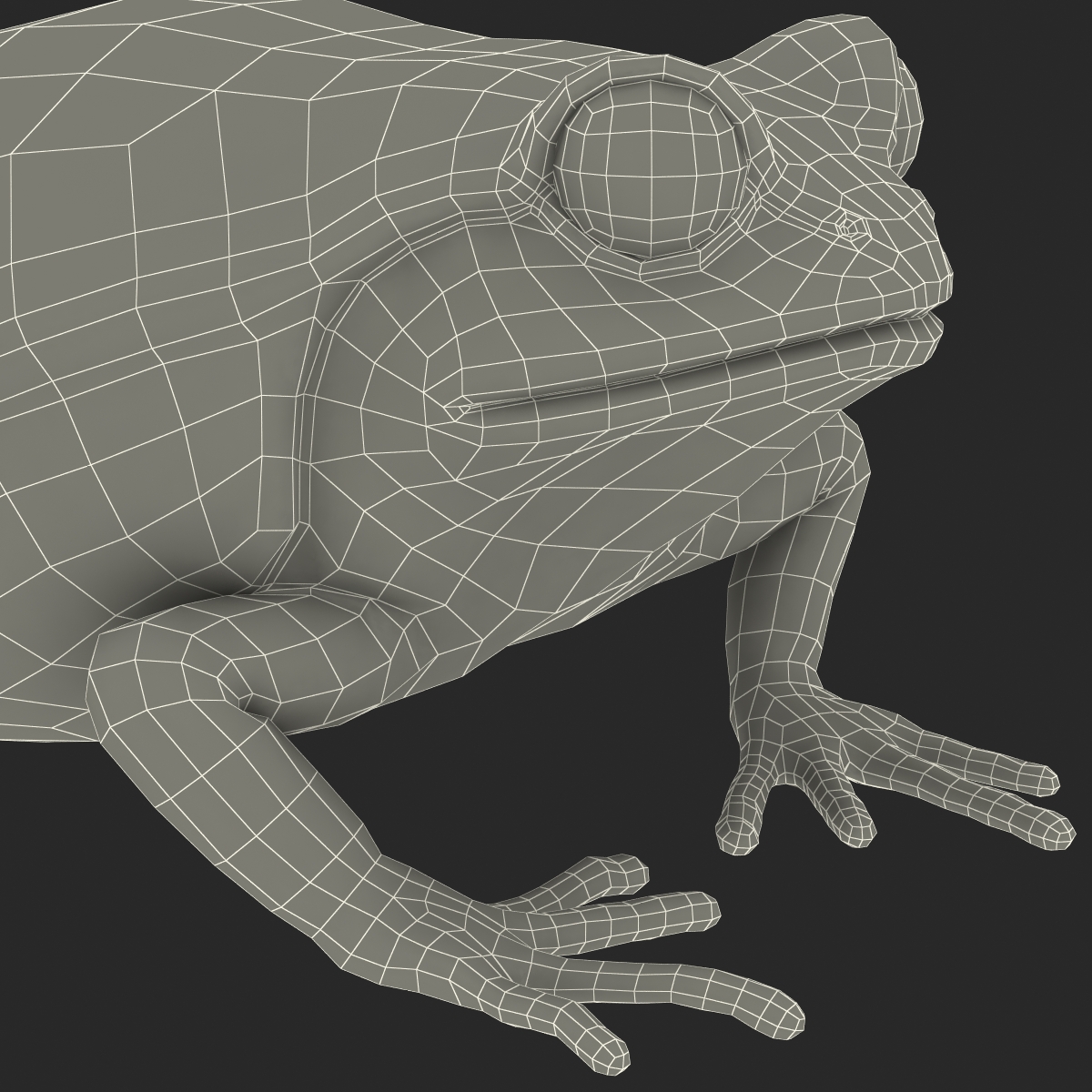 3D Tomato Frog Pose 2 model