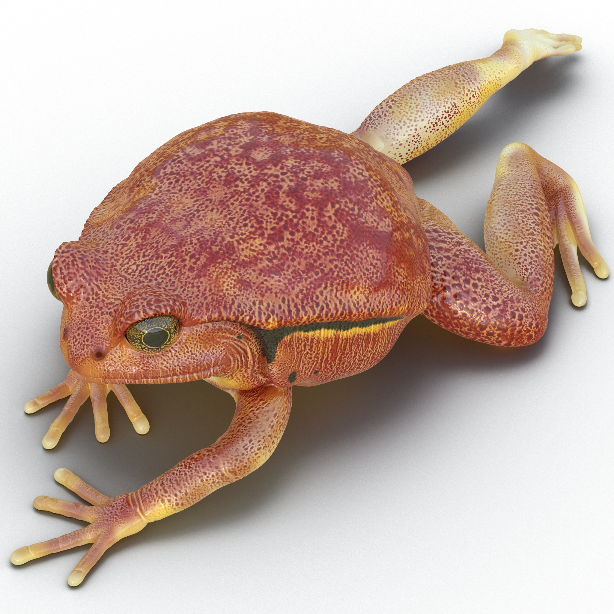 3D Tomato Frog Pose 3 model