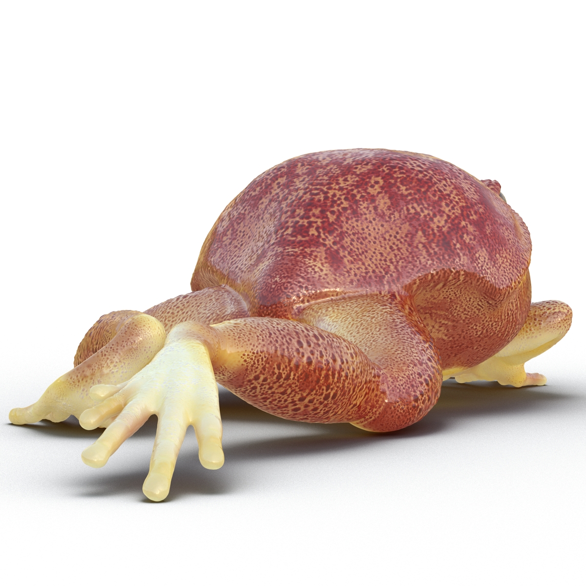 3D Tomato Frog Pose 3 model