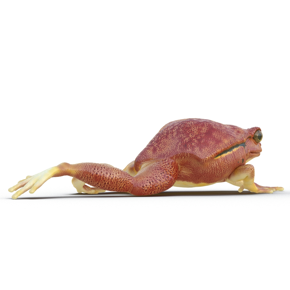 3D Tomato Frog Pose 3 model