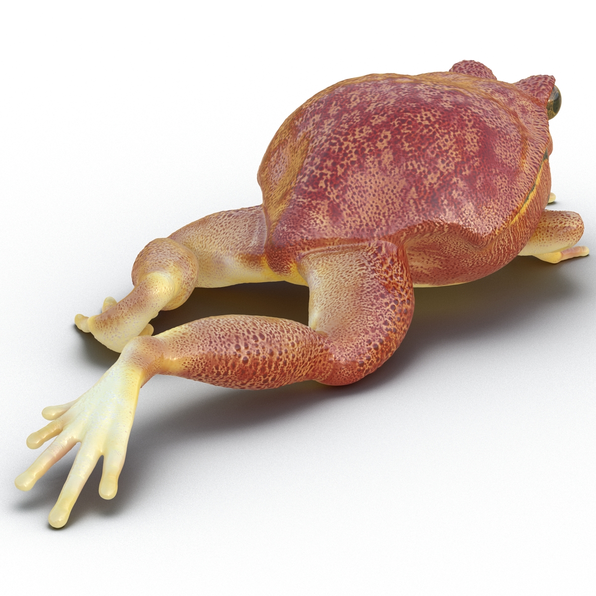 3D Tomato Frog Pose 3 model