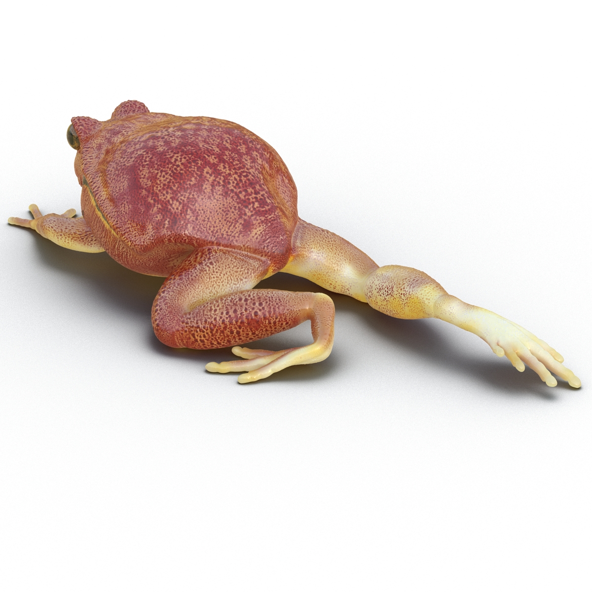 3D Tomato Frog Pose 3 model