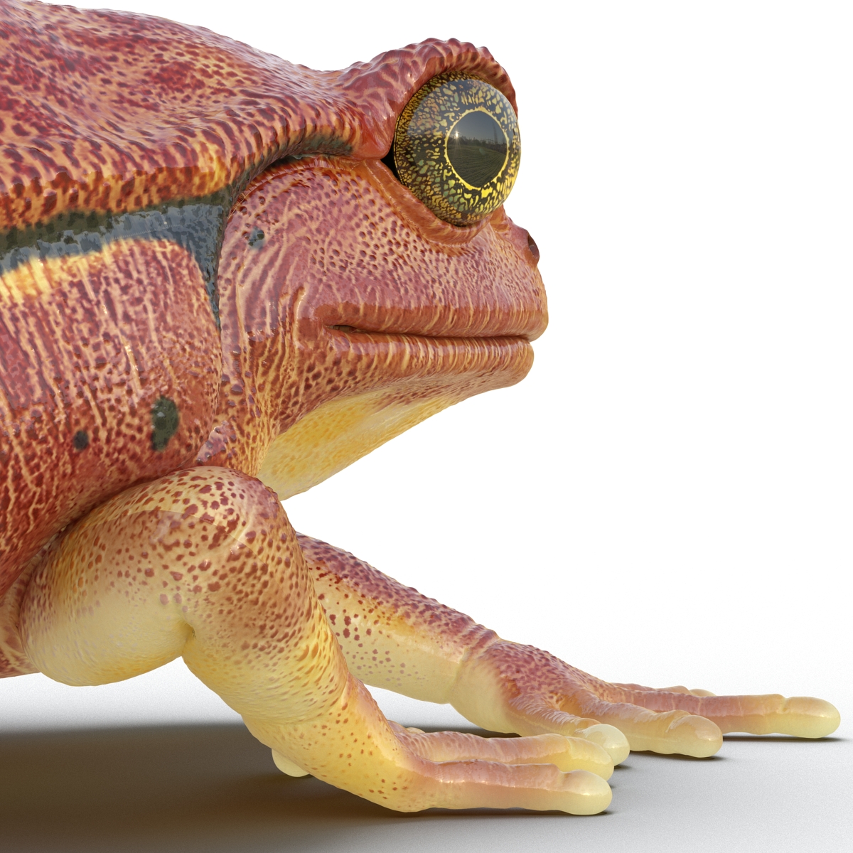 3D Tomato Frog Pose 3 model