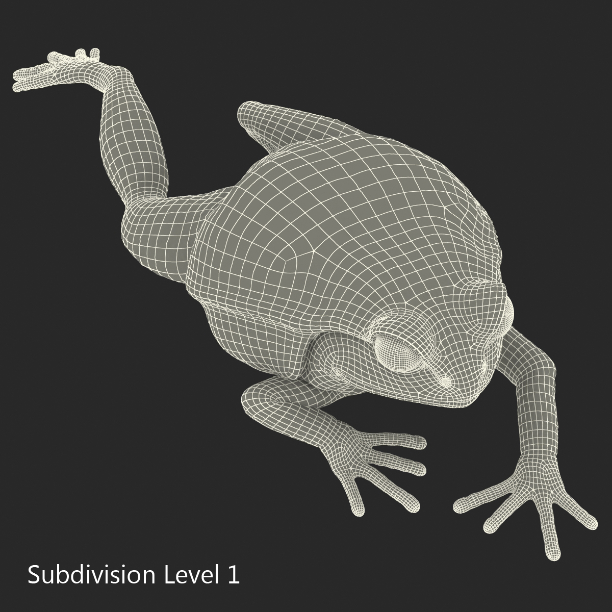 3D Tomato Frog Pose 3 model