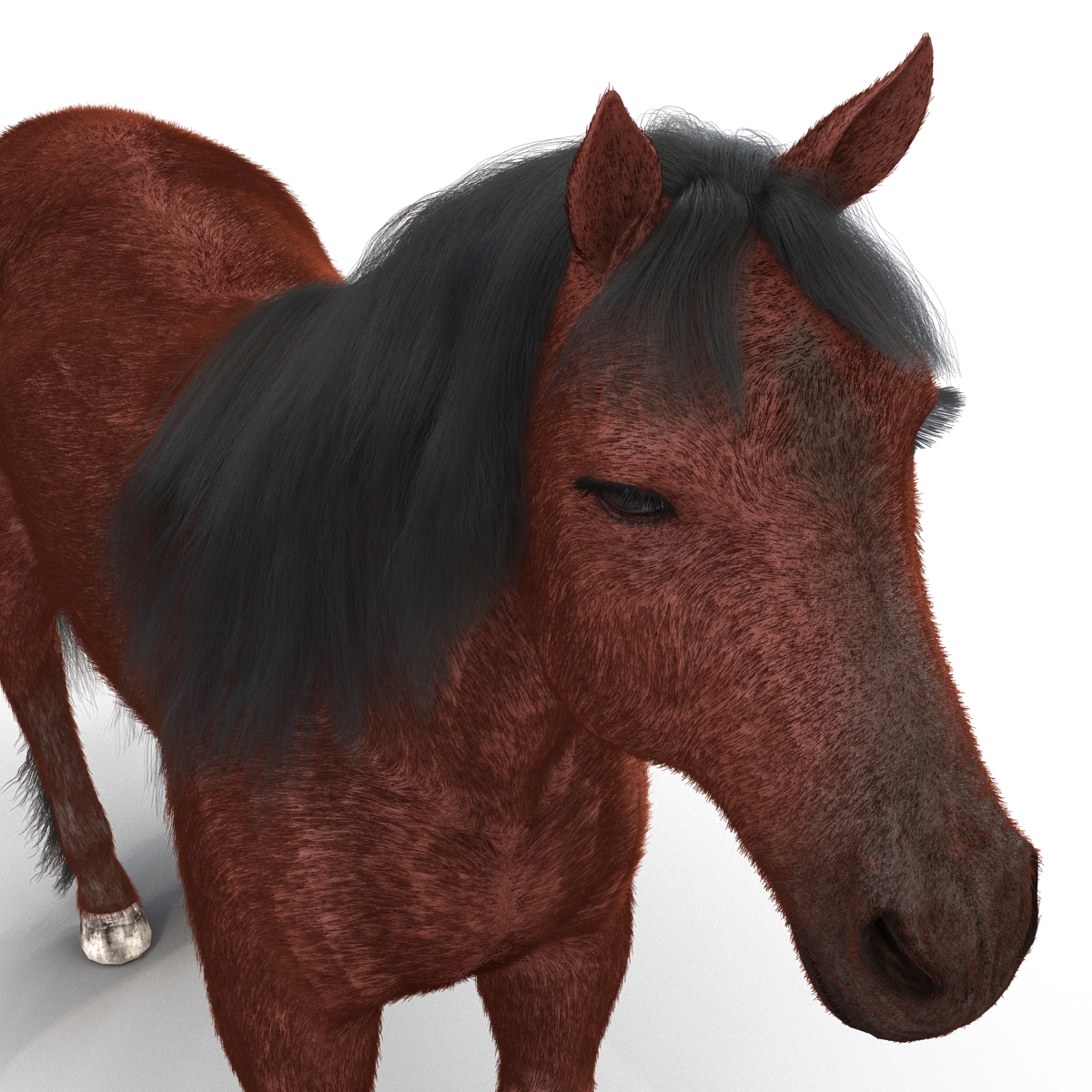 3D Horse with Fur 2