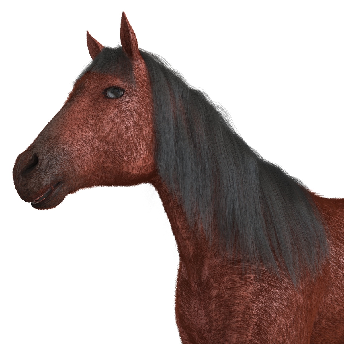 3D Horse with Fur 2