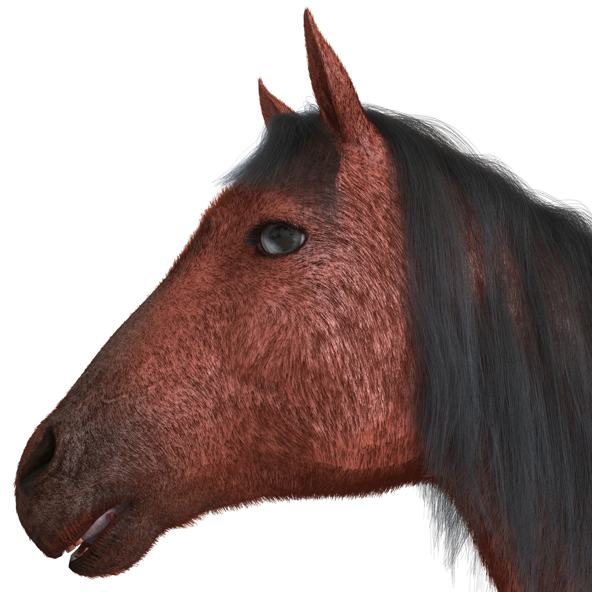 3D Horse with Fur 2