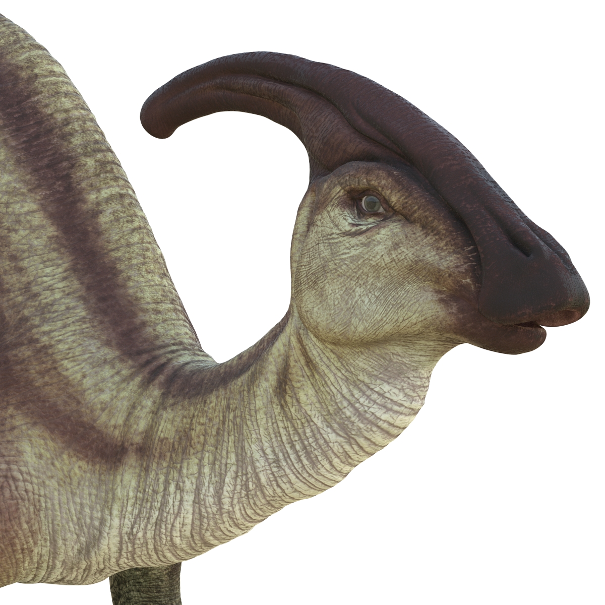 Parasaurolophus Pose 3 3D