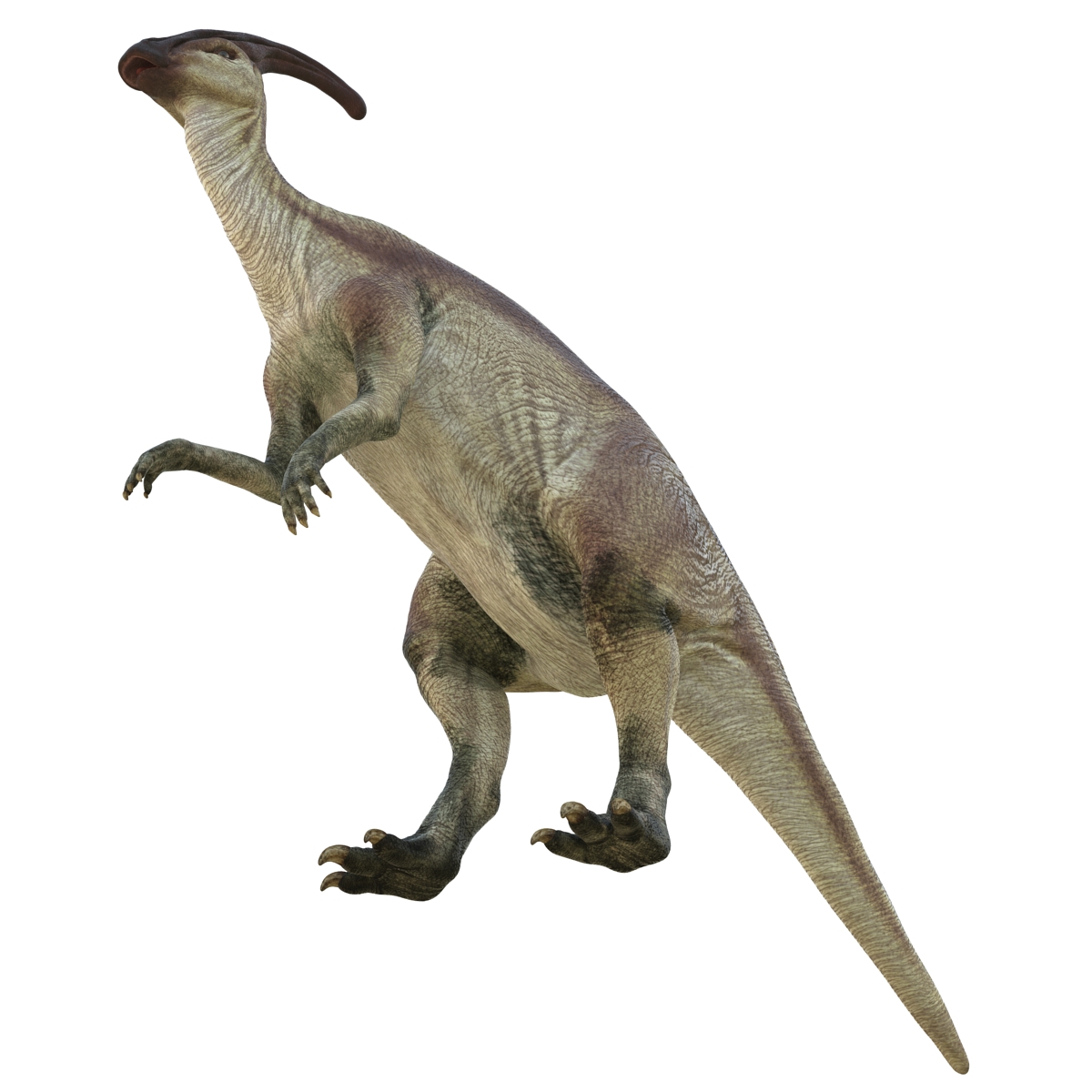 Parasaurolophus Pose 4 3D