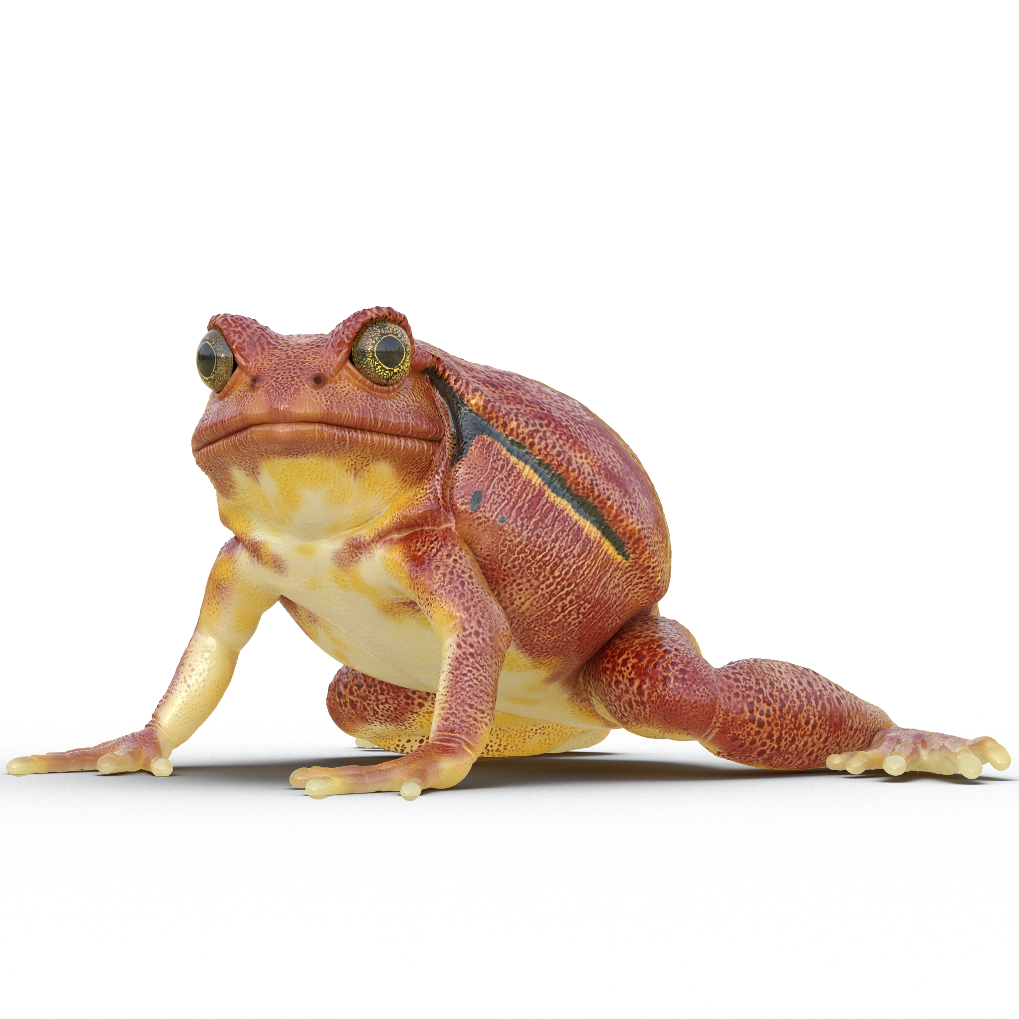 3D Tomato Frog Rigged model