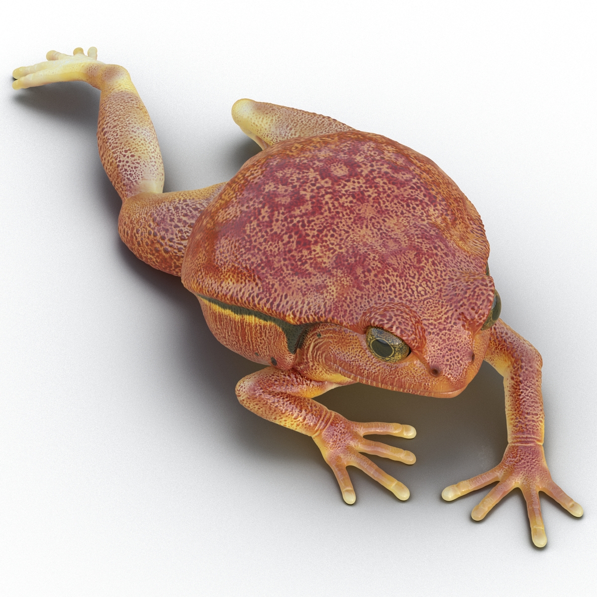 3D Tomato Frog Rigged model