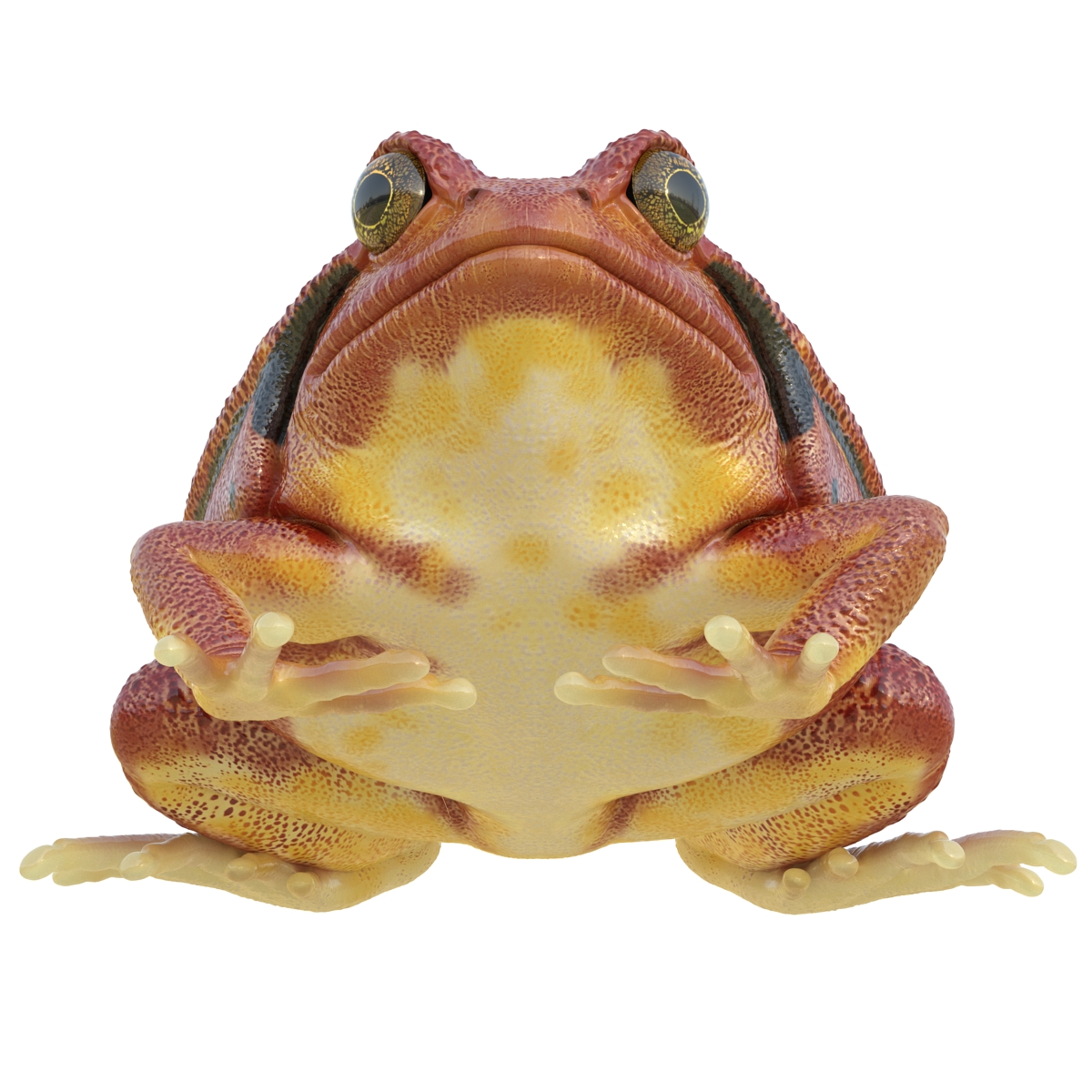 3D Tomato Frog Rigged model