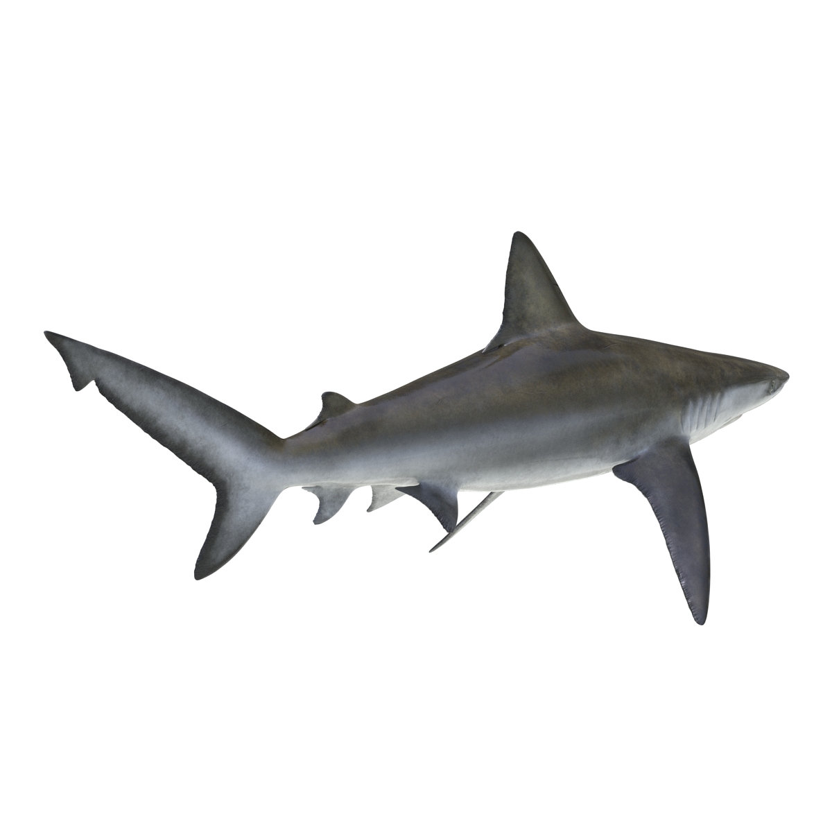 3D Bignose Shark model